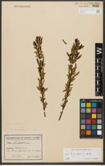 Foto von Salix triandra subsp. triandra L.